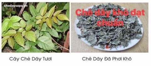 1kg, CHÈ DÂY CHUẨN RỪNG