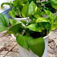 Trầu bà chậu nhựa
