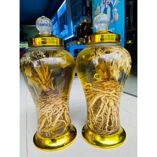 sâm Đương Quy tươi Lai Châu
