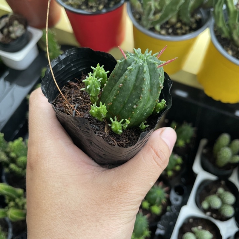 Xương rồng Mủ đục - size Bầu ( 4-5cm ) -Tặng 1 sen Mini khi mua hoá đơn 100k