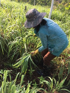 Tinh dầu sả nguyên chất
