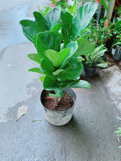 Cây Bàng Singapore Cao 80cm