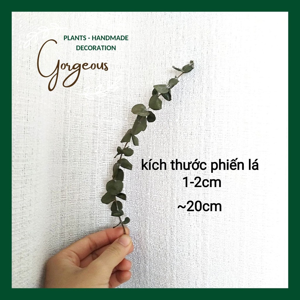 Mành treo khuynh diệp hoa khô trang trí🌿Eucalyptus🌿Lá bạc🌿Lá táo🌿Sliver dollar decor phong cách Bắc Âu 20~50cm