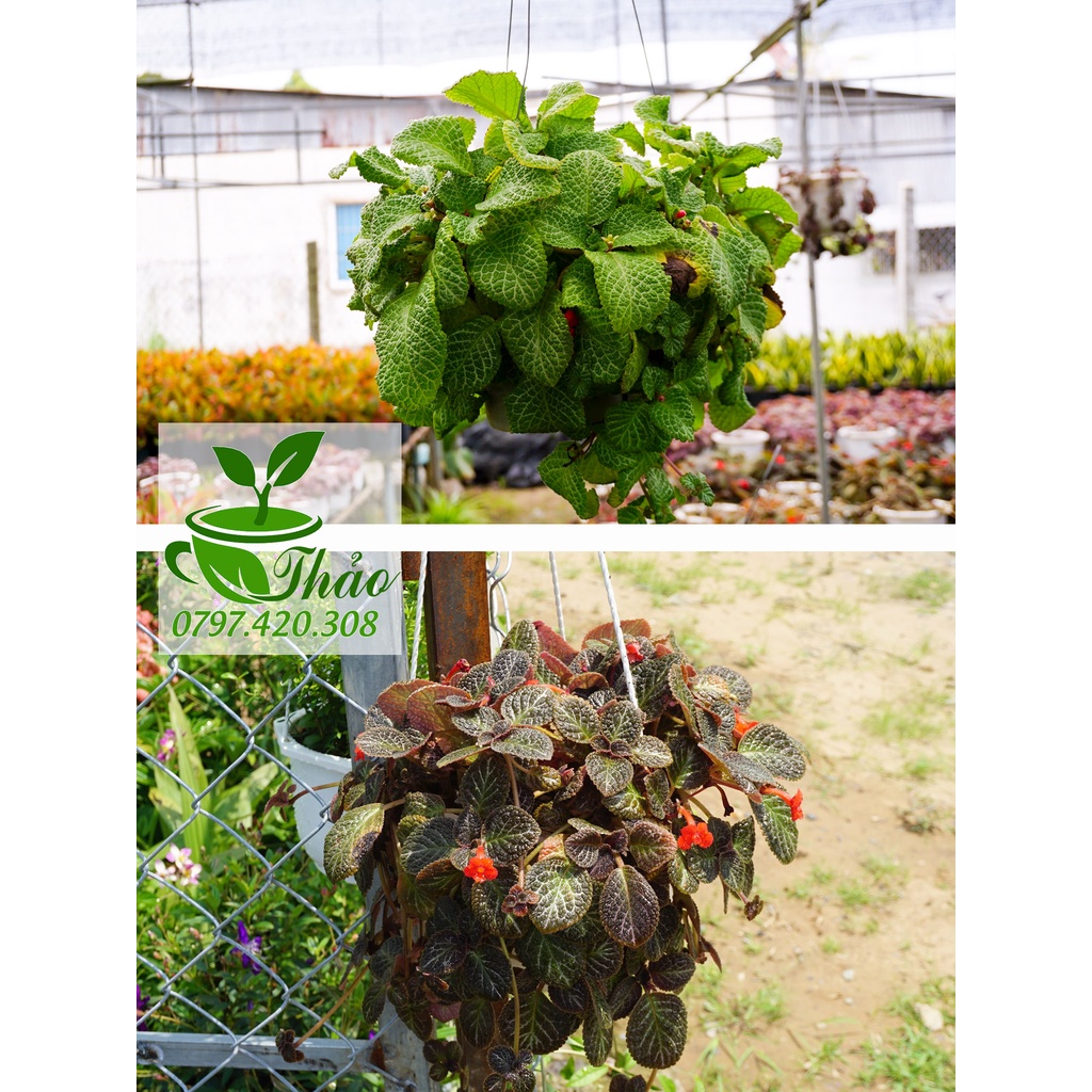 Cây Ấm Kiếm Chậu Treo - Episcia cupreata Hanst