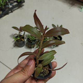 Hoa lan phi điệp 6356
