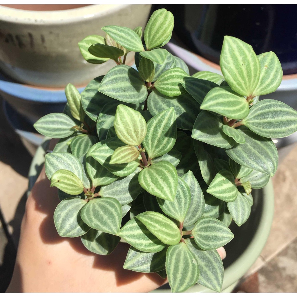 Cây Bình An (Peperomia Hope)