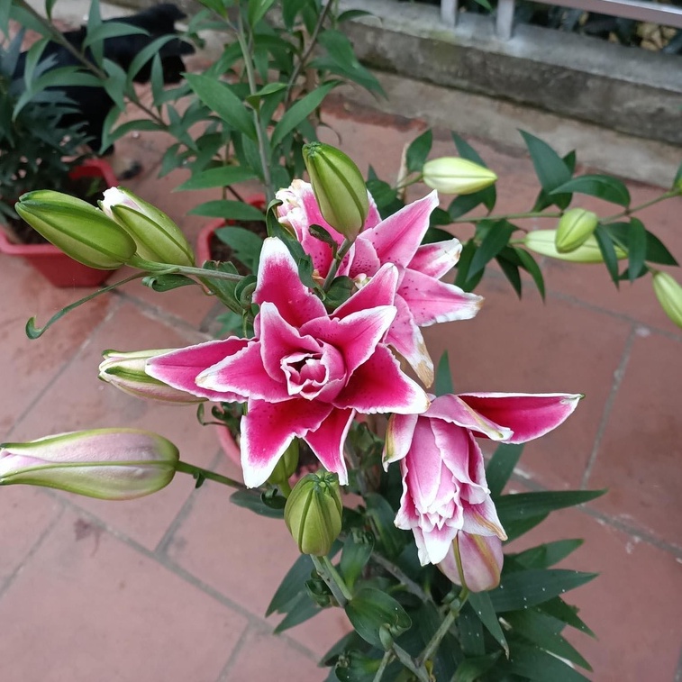 Củ ly cao Hà Lan kép size 16/18 nhiều màu cho rất nhiều hoa