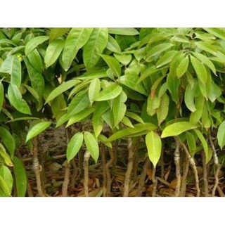 Cây giống VẢI THIỀU GHÉP Cây giống chuẩn F1 gửi đi nguyên bầu