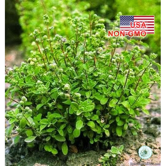 100h Hạt Giống Sweet Marjoram Kinh Giới Ngọt (B3.102| C25*X43)