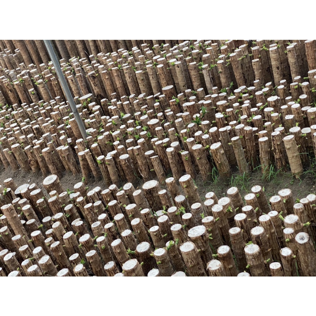 Thiết mộc lan ghép cực đẹp (Xả kho hàng toàn quốc giá rẻ vô địch - Freeship toàn quốc) Gọi zalo trực tiếp hướng dẫn