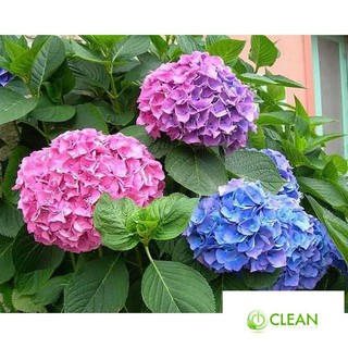 Hạt giống Cẩm tú cầu mix (10 hạt)