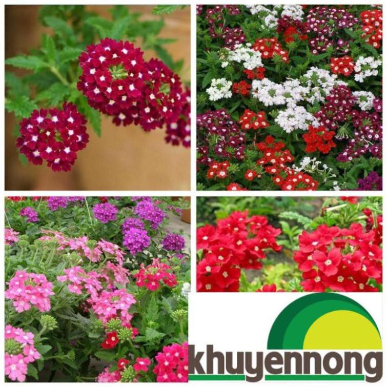Hạt giống hoa cúc in do (cúc vân anh) (50 hạt)
