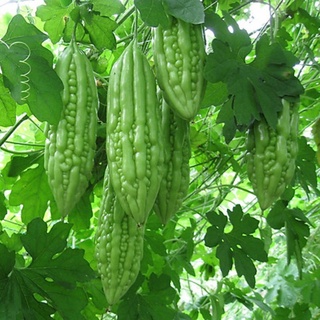 Rau củ quả tươi