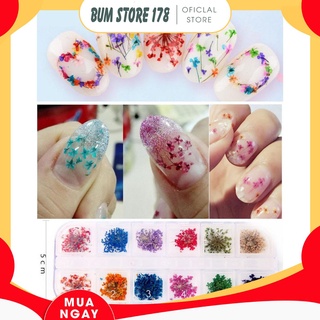 Khay 12 loai hoa khô trang trí móng 3d - hoa mini