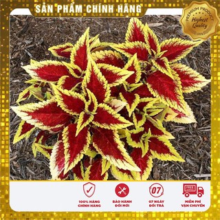 Bộ gói hạt giống Rau tía tô