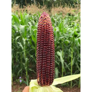 COMBO 5 TRÁI BẮP NỮ HOÀNG ĐỎ LOẠI 1