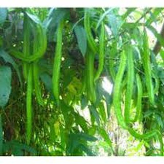 HẠT GIỐNG ĐẬU RỒNG