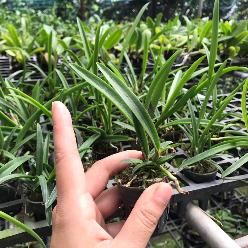 Lan Brass Nhiều Màu - Cây Con Cao Tầm 10cm