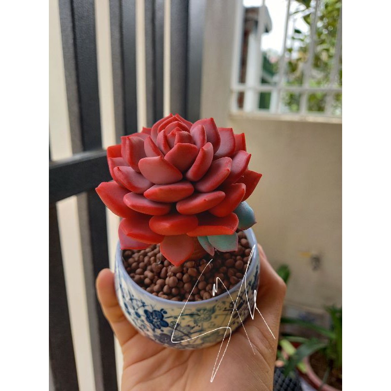 Sen thụ đất sét đẹp