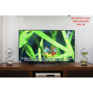 Bể cá mini đôi chữ S cỡ to 36 ( Tặng kèm combo phụ kiện trang trí )