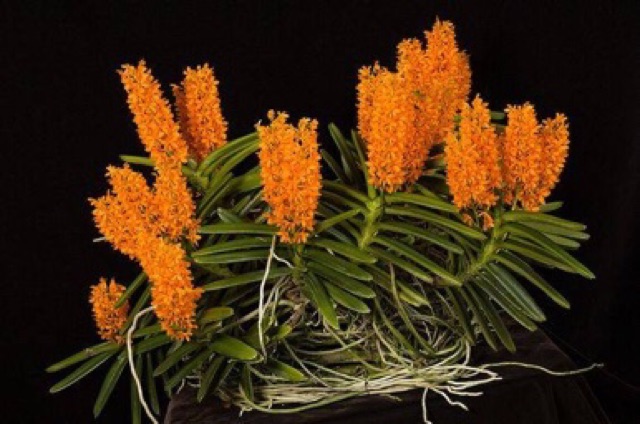 Lan hoả hoàng cam cây to