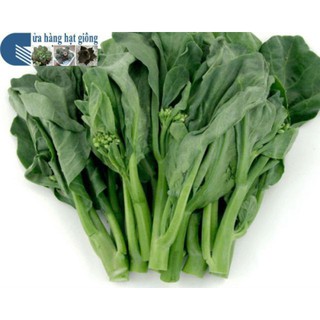 Hạt giống Cải Ngồng Mập 50 hạt