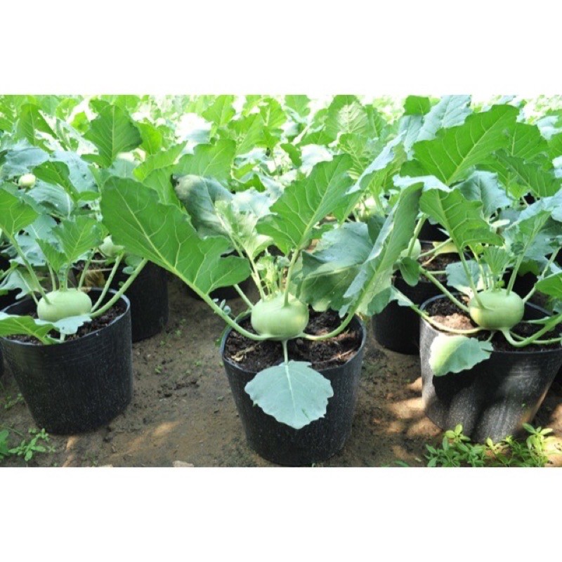 Phân bón lá Siêu Xanh (gói 50 gr) - TỐT RỄ - XANH LÁ