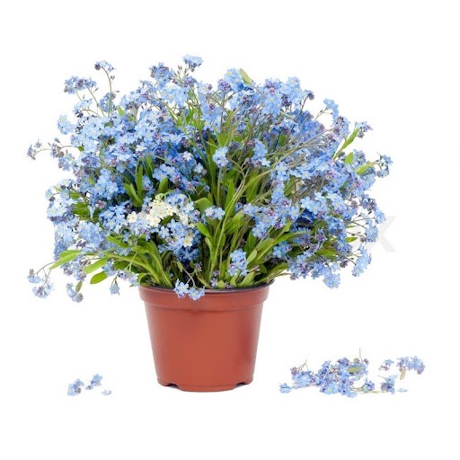 Hạt Giống Hoa Lưu Ly Xanh 150H