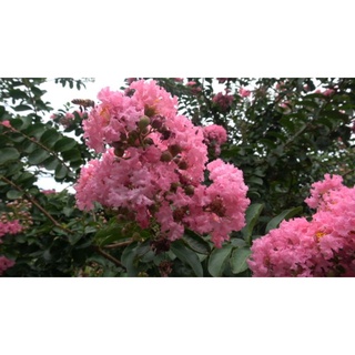 Cây tường vi hồng