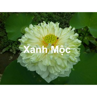 HẠT GIỐNG SEN BÁCH DIỆP HOA NỞ TRĂM CÁNH