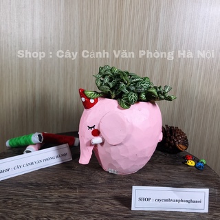 [ Quà Tặng Kèm ] chậu cây voi hồng