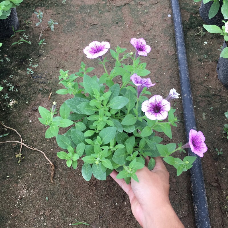 Cây hoa dạ yến thảo rủ chuẩn F1 trồng trong bịch đen