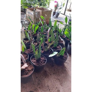 Hoa Nhật Quỳnh Đỏ rực