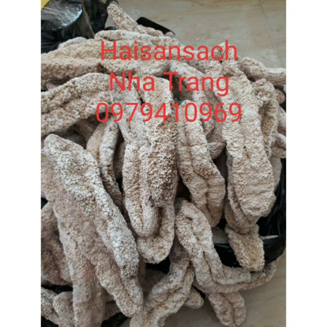 500gr HẢI SÂM SỮA - HẢI SÂM TRẮNG - ĐỒN ĐỘT - DƯA CHUỘT BIỂN