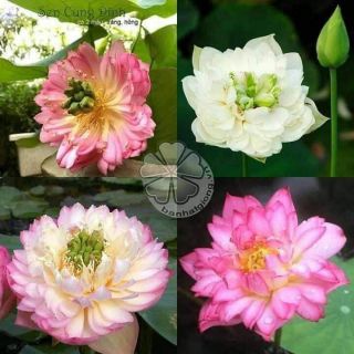 Hạt giống sen bách diệp Thái Lan
