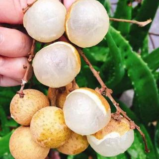 Nhãn thạch kiệt... giống Nhãn hạt lép