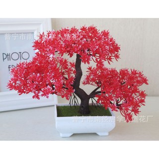 Chậu hoa bonsai để bàn