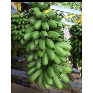 1 Nải Chuối Ngự Đại Hoàng Vỏ Mỏng-Cơm Vàng Siêu Ngon.