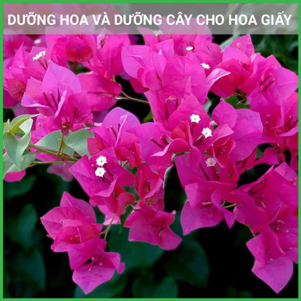 Dung dịch dưỡng hoa giấy tăng màu tốt hoa 300ml