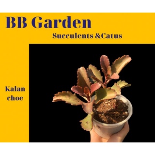 Sen đá đỏ họ sống đời