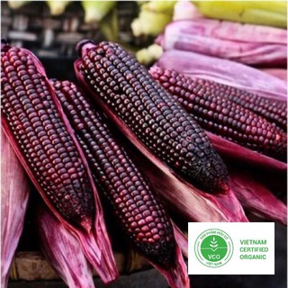 10g Hạt giống Ngô nếp tím (tặng gói Kích nẩy mầm và Hướng dẫn) THUTHUY
