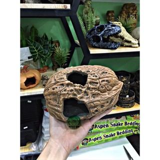 Hang óc chó - bí ngô trang trí hồ bò sát, hamster vv..