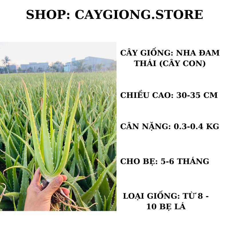 Cây giống nha đam lô hội Thái cây con trồng chậu thùng xốp combo 15 Cây