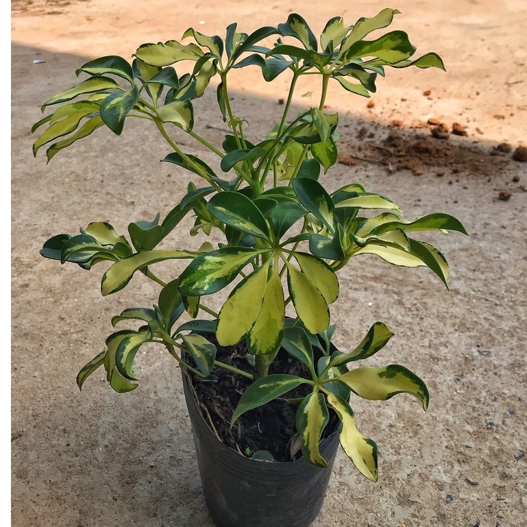 Cây ngũ gia bì cẩm thạch chiều cao 30-35cm lá cây đẹp bắt mắt, sức sống tốt thích hợp trang trí cảnh quan sân vườn