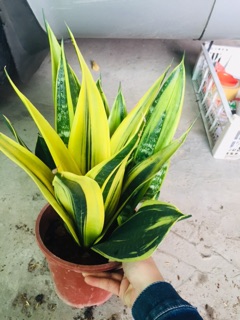 LƯỠI HỔ HOÀNG KIM