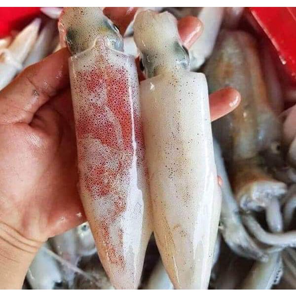 Mực ống nhỡ 500gr