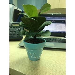 Chậu cây bàng Sing phong thuỷ để bàn
