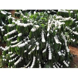 2lít Mật Ong Nguyên Chất 100% - Loại ngon đặc Biệt | BigBuy360 - bigbuy360.vn