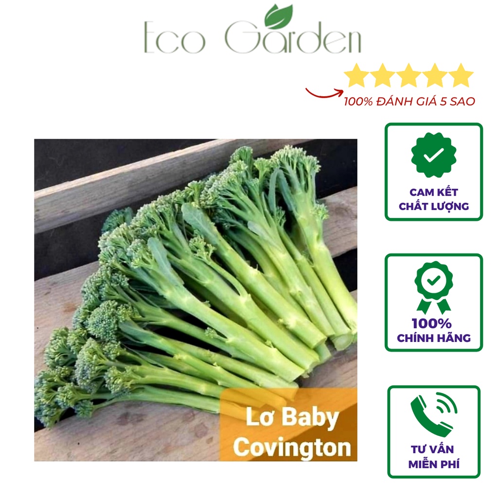 Hạt giống Súp lơ baby bông cải xanh baby Covington chịu nhiệt dễ trồng