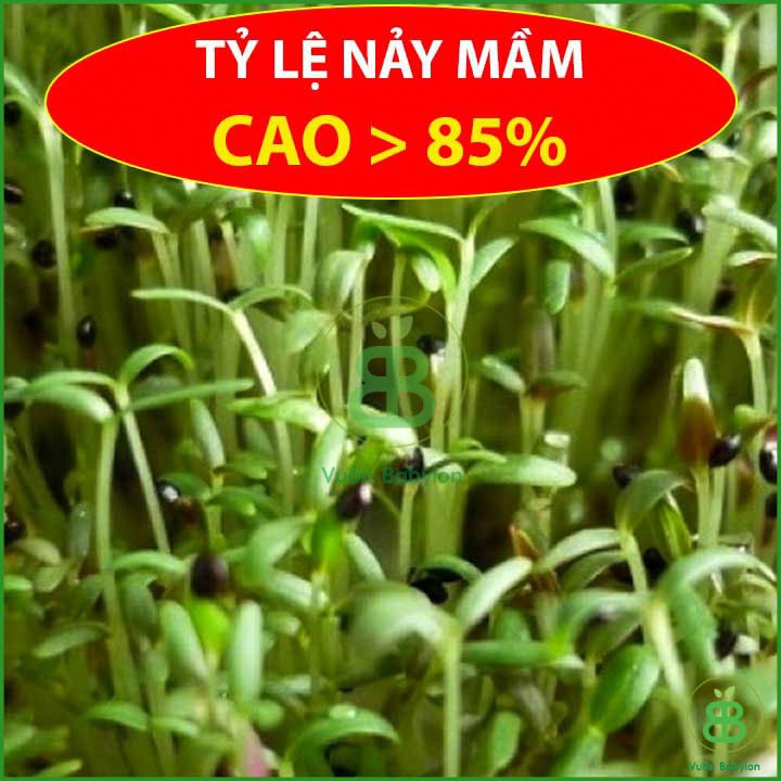 Hạt Giống Mầm Bông Cải Xanh 20Gr